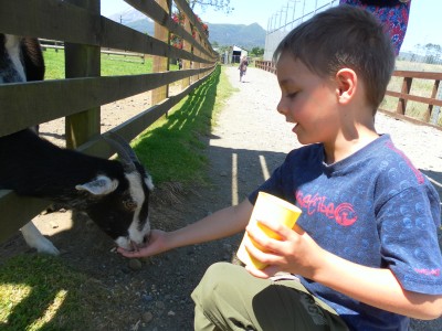 On your way to Pukeiti, call in for a stop over at Puakai Animal Farm. The children love it, especially to see the white tiger. And look at that mountain view!