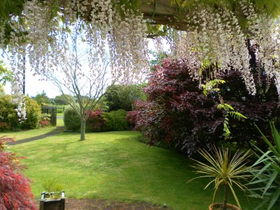 Look at this amazing view! This is what I see from my dining room table when the Wisteria is in flower.
